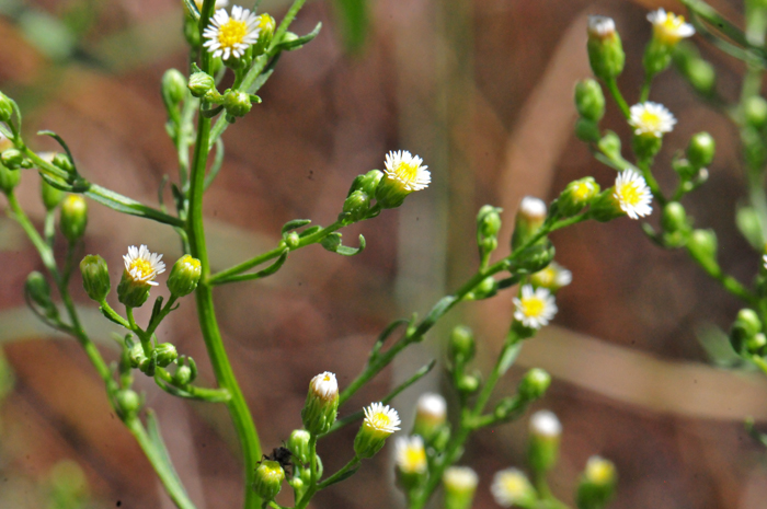 Canadian Horseweed has white or cream flowers tiny yellow centers. Conyza canadensis